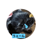 wan wan dog is poo and friend（個別スタンプ：12）