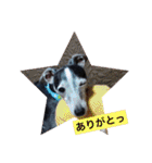 wan wan dog is poo and friend（個別スタンプ：25）