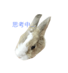 pet rabbit（個別スタンプ：1）