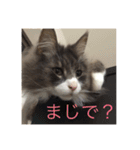 いろいろなモカ（個別スタンプ：4）