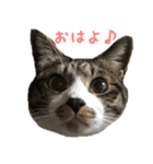 YamatoCaedeAoi sticker（個別スタンプ：5）