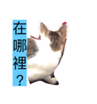 Cat and dog's daily（個別スタンプ：2）