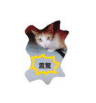 Cat and dog's daily（個別スタンプ：6）