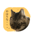 さとうさんちの猫 はすけくんの日常（個別スタンプ：2）