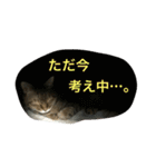 さとうさんちの猫 はすけくんの日常（個別スタンプ：3）