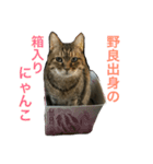 さとうさんちの猫 はすけくんの日常（個別スタンプ：8）