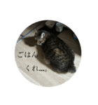 さとうさんちの猫 はすけくんの日常（個別スタンプ：9）