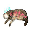 さとうさんちの猫 はすけくんの日常（個別スタンプ：10）