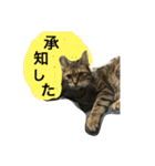 さとうさんちの猫 はすけくんの日常（個別スタンプ：13）