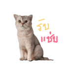 katicatcat（個別スタンプ：3）