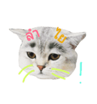 katicatcat（個別スタンプ：7）