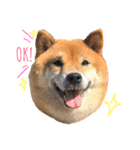 Shibainu LittleBao（個別スタンプ：1）