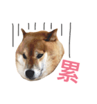 Shibainu LittleBao（個別スタンプ：11）