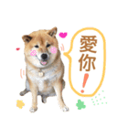 Shibainu LittleBao（個別スタンプ：13）