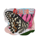 butterflylife（個別スタンプ：5）