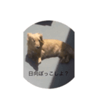 犬の私生活（個別スタンプ：5）