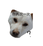 white shiba happy（個別スタンプ：5）