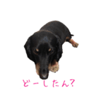 結愛と愛犬（個別スタンプ：11）