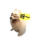 White Pomeranian 2 cute dogs（個別スタンプ：1）