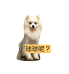 White Pomeranian 2 cute dogs（個別スタンプ：2）