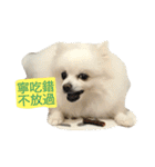 White Pomeranian 2 cute dogs（個別スタンプ：5）