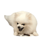 White Pomeranian 2 cute dogs（個別スタンプ：6）