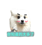 White Pomeranian 2 cute dogs（個別スタンプ：7）