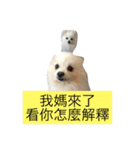 White Pomeranian 2 cute dogs（個別スタンプ：10）