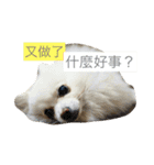 White Pomeranian 2 cute dogs（個別スタンプ：11）