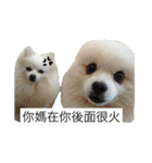 White Pomeranian 2 cute dogs（個別スタンプ：12）