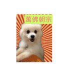 White Pomeranian 2 cute dogs（個別スタンプ：14）