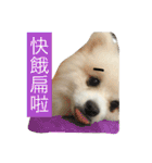 White Pomeranian 2 cute dogs（個別スタンプ：15）