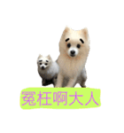 White Pomeranian 2 cute dogs（個別スタンプ：19）