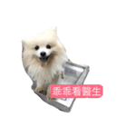 White Pomeranian 2 cute dogs（個別スタンプ：21）