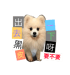 White Pomeranian 2 cute dogs（個別スタンプ：22）