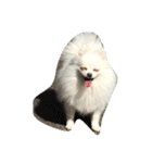 White Pomeranian 2 cute dogs（個別スタンプ：23）