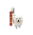 White Pomeranian 2 cute dogs（個別スタンプ：24）