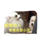 White Pomeranian 2 cute dogs（個別スタンプ：27）