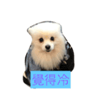 White Pomeranian 2 cute dogs（個別スタンプ：29）