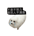 White Pomeranian 2 cute dogs（個別スタンプ：30）