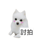 White Pomeranian 2 cute dogs（個別スタンプ：35）