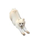 White Pomeranian 2 cute dogs（個別スタンプ：36）