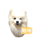 White Pomeranian 2 cute dogs（個別スタンプ：40）