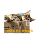 This is fat cat（個別スタンプ：1）