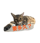 This is fat cat（個別スタンプ：15）