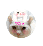 気ままな猫達3（個別スタンプ：3）