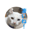 気ままな猫達3（個別スタンプ：5）