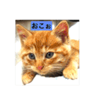 気ままな猫達3（個別スタンプ：23）