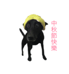 Kulo Black Dog2（個別スタンプ：5）