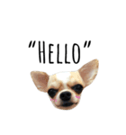 Chihuahua v.1（個別スタンプ：1）